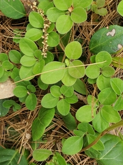 Polygaloides paucifolia