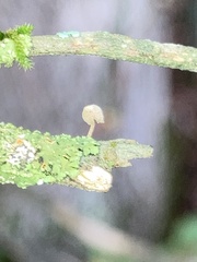 Mycena corticola