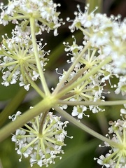 Ligusticum tenuifolium