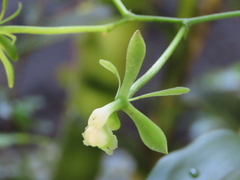 Epidendrum isthmi