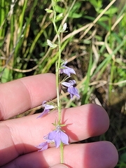 Lobelia appendiculata