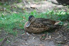 Anas platyrhynchos