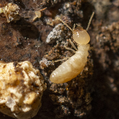 Reticulitermes flavipes