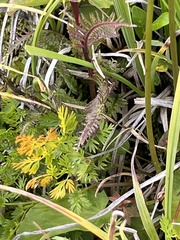 Ligusticum tenuifolium