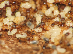Tetramorium caespitum