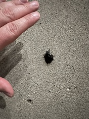 Osmoderma subplanata