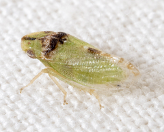 Xerophloea viridis