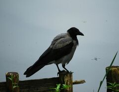 Corvus cornix