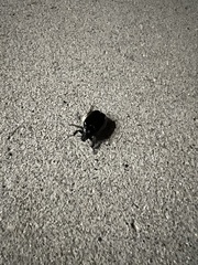 Osmoderma subplanata