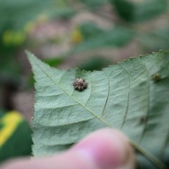 Caryomyia asteris