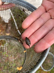 Acilius abbreviatus