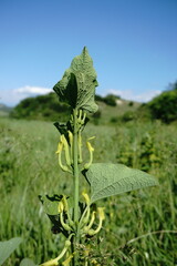 Aristolochia clematitis