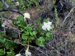 Mandevilla macrosiphon