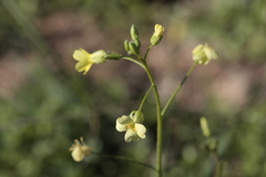 Bunias erucago