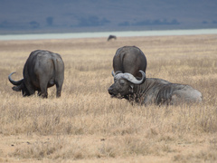 Syncerus caffer caffer