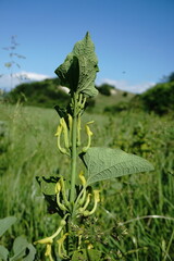 Aristolochia clematitis