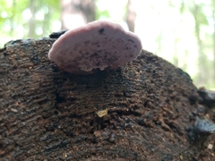 Rhodofomes cajanderi