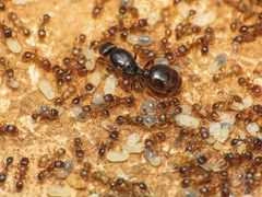 Tetramorium caespitum