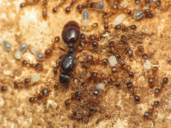 Tetramorium caespitum