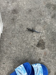 Plestiodon fasciatus