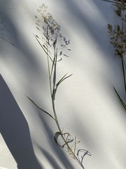 Agrostis capillaris