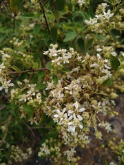 Montanoa tomentosa