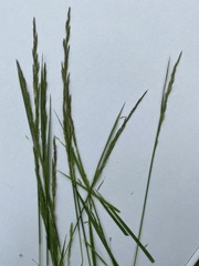 Agrostis capillaris