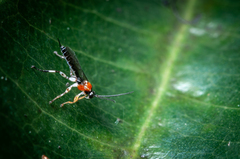 Ichneumonoidea