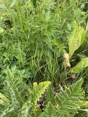 Agrostis capillaris