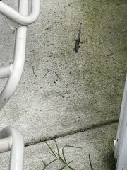 Plestiodon fasciatus