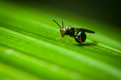 Orasema costaricensis