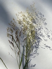 Agrostis capillaris