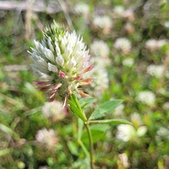 Trifolium vesiculosum