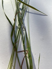 Agrostis capillaris