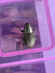 Naupactus peregrinus