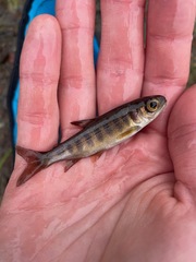 Oncorhynchus kisutch