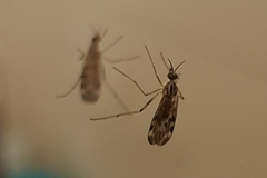 Sylvicola