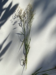 Agrostis capillaris