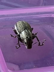 Naupactus peregrinus