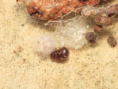 Crustulina scabripes