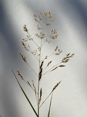 Agrostis capillaris