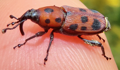 Rhodobaenus tredecimpunctatus