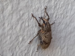 Temnorhinus mendicus