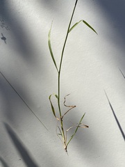 Agrostis capillaris