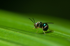 Orasema costaricensis