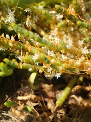 Cuscuta salina