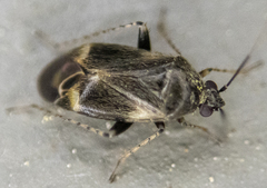 Plagiognathus obscurus