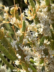 Cuscuta pacifica