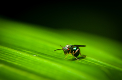 Orasema costaricensis