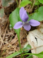 Viola nephrophylla
